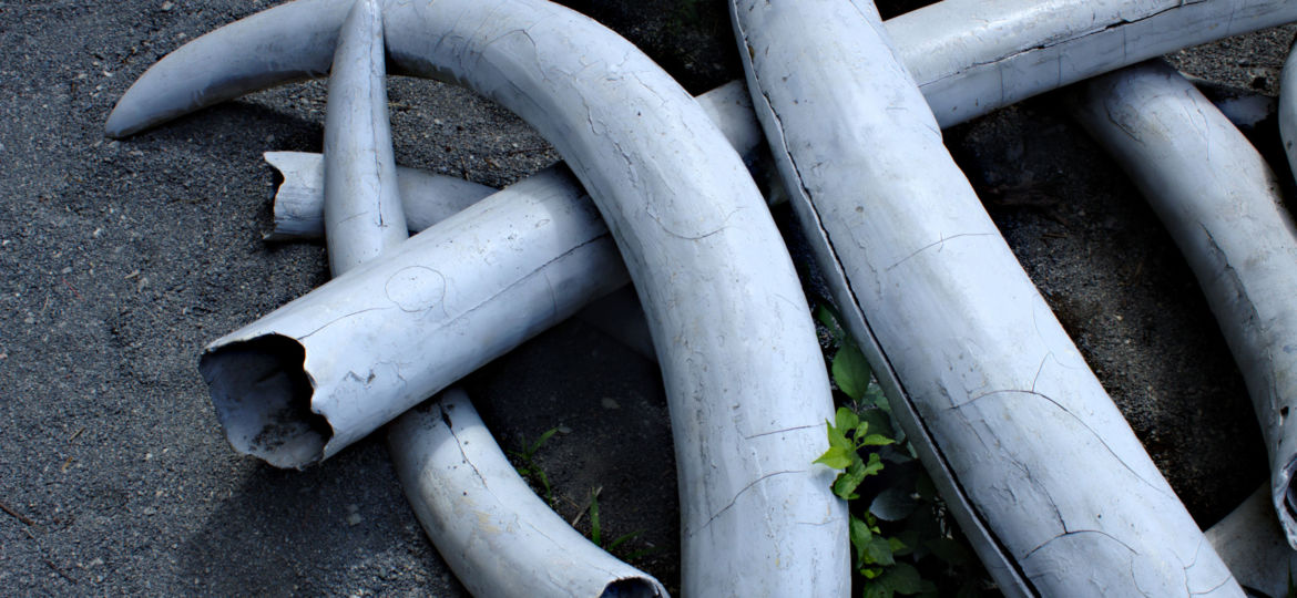 Illegale handel dieren en planten