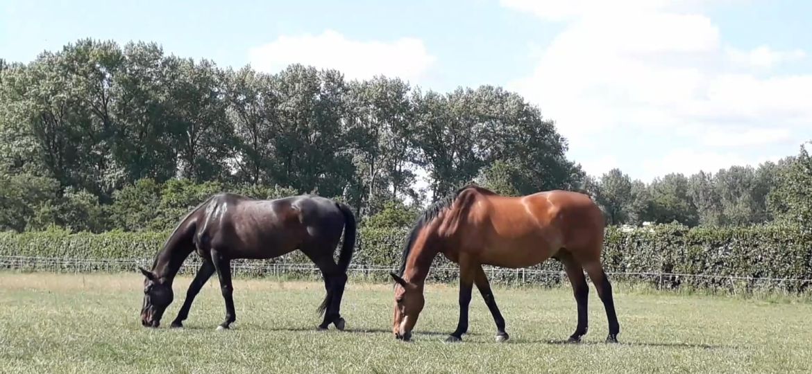 Paardenkeuring rechten