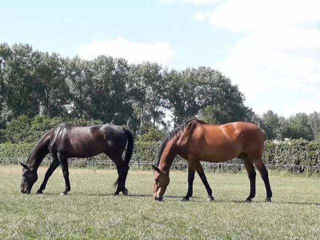 Paardenkeuring rechten
