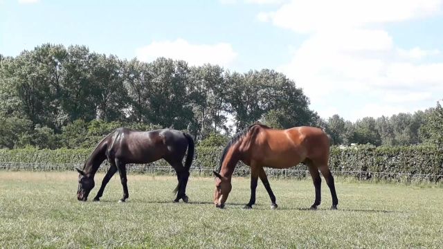 Paardenkeuring rechten
