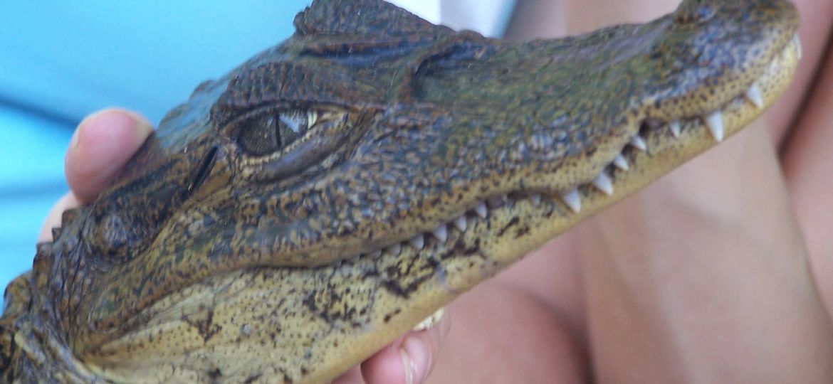 Siamese krokodil