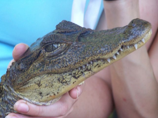 Siamese krokodil