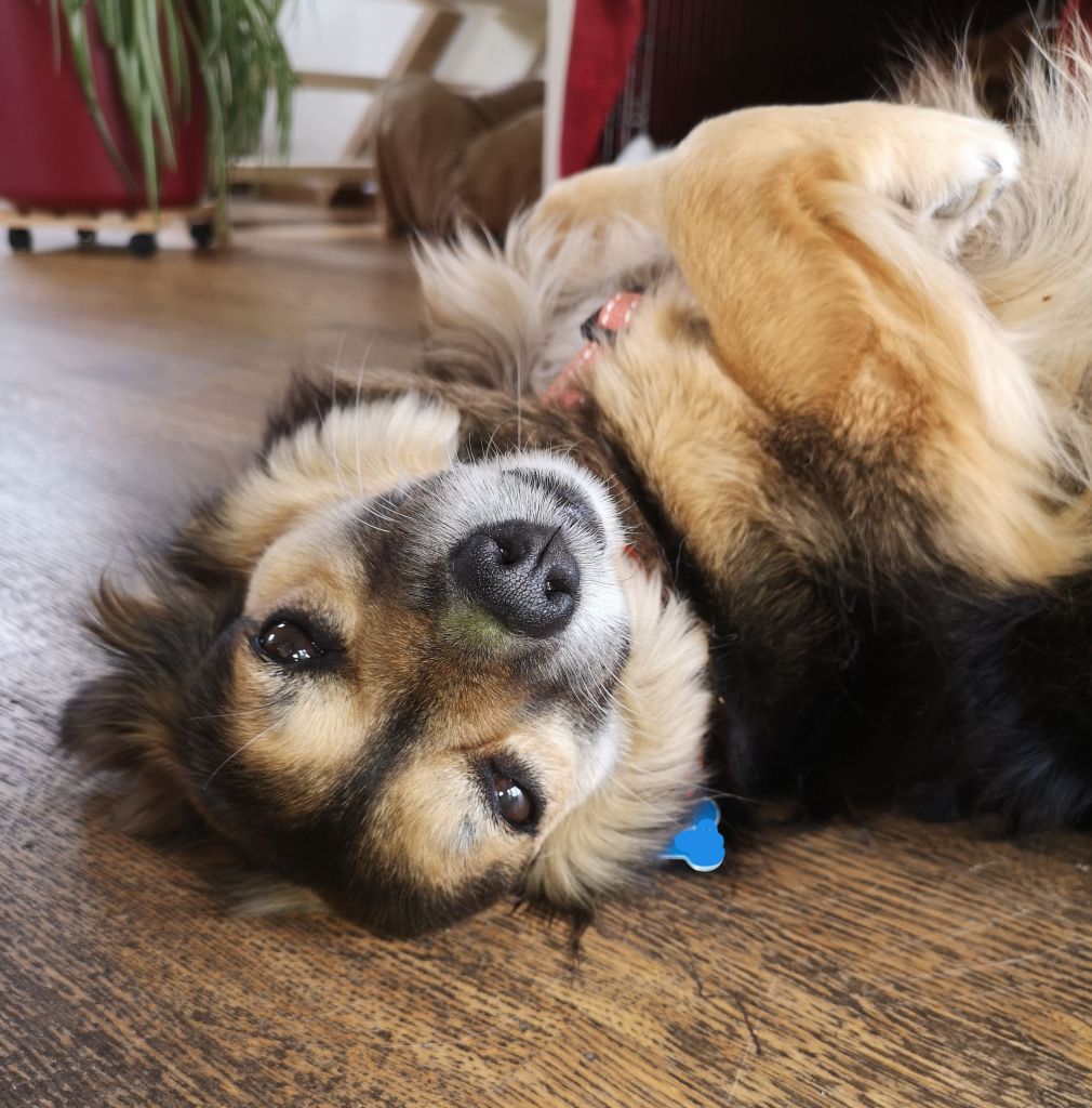 Juridische hulp bij een adoptiecontract voor een hond na een mislukte adoptie.